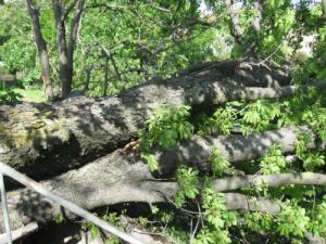 Sestala se je komisija za pridobitev predlogov za ureditev zelenice pred pošto v Sežani2